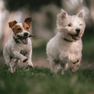 Fature alto com receitas de biscoitos para pets